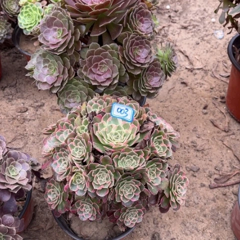 003多肉植物组合，