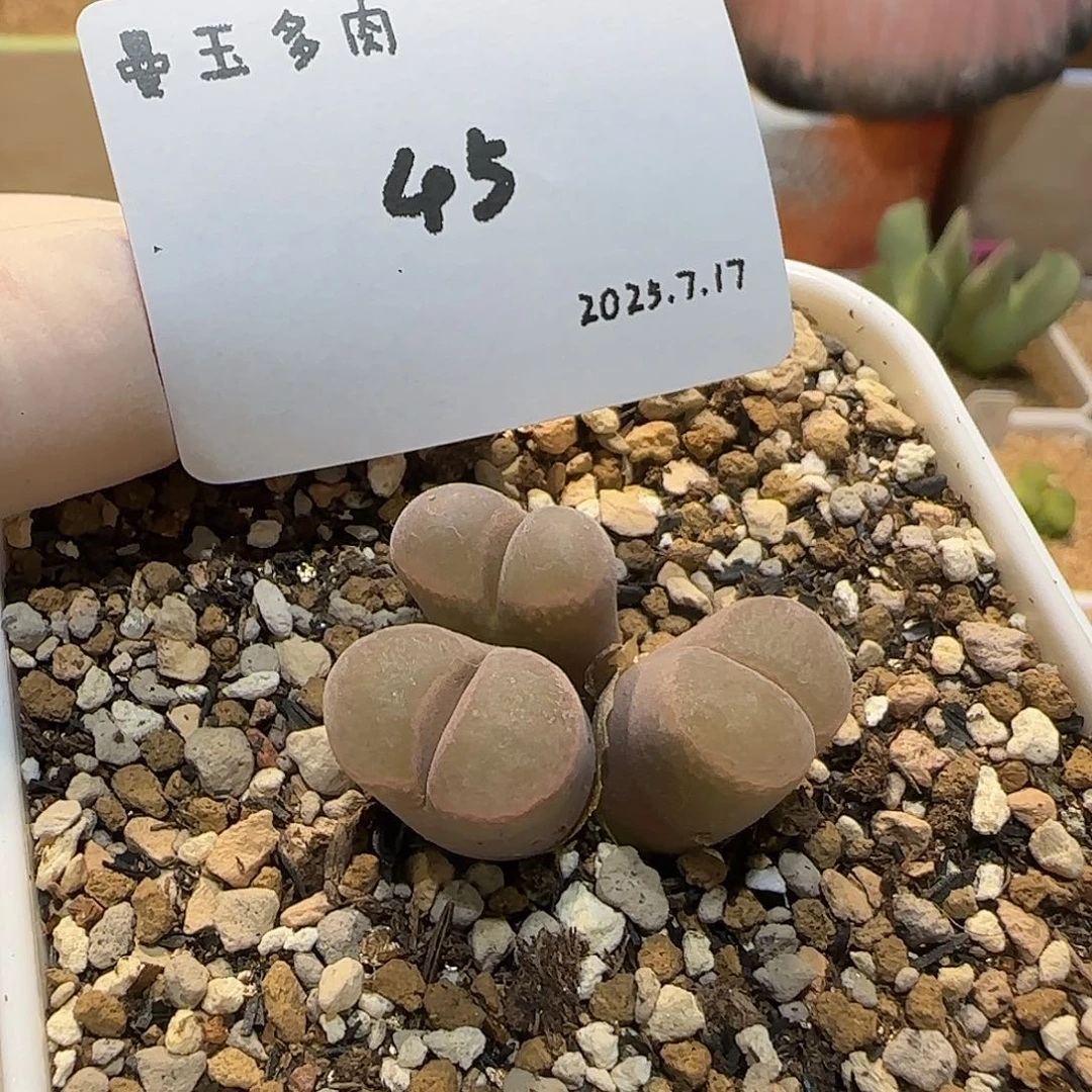 丁***加多肉多肉多肉7.17-045