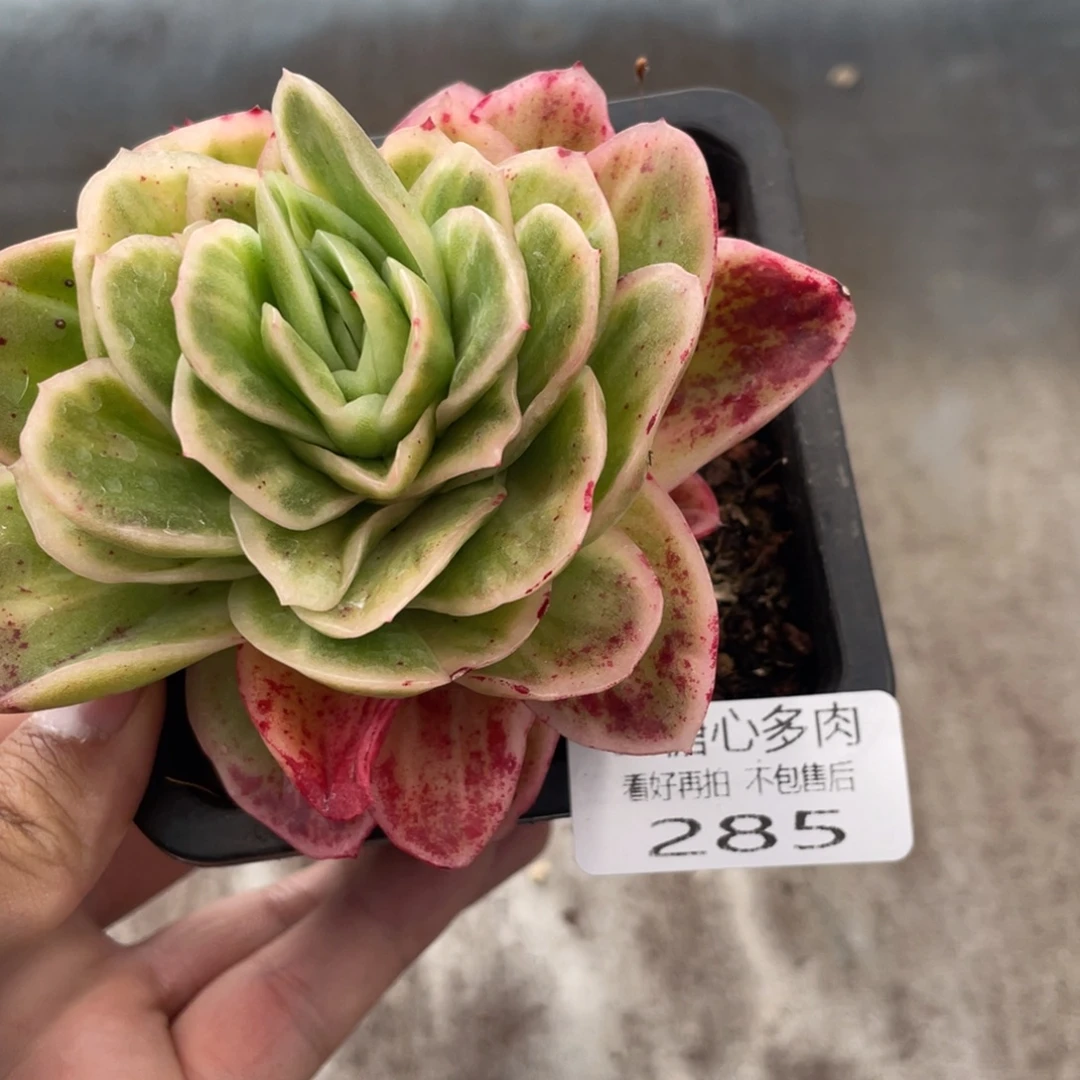 云糖心多肉植物285