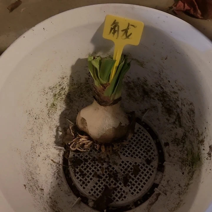 蒂卡蛟龙盆里的一个
