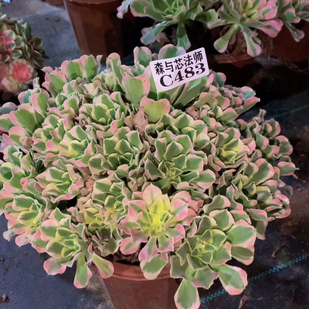 【闪购商品】483白凤