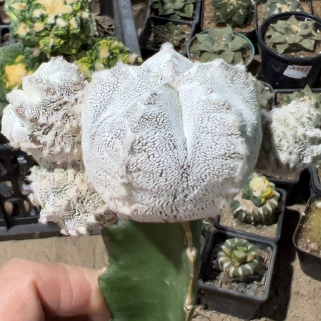 无花朵龟甲恩冢v群231