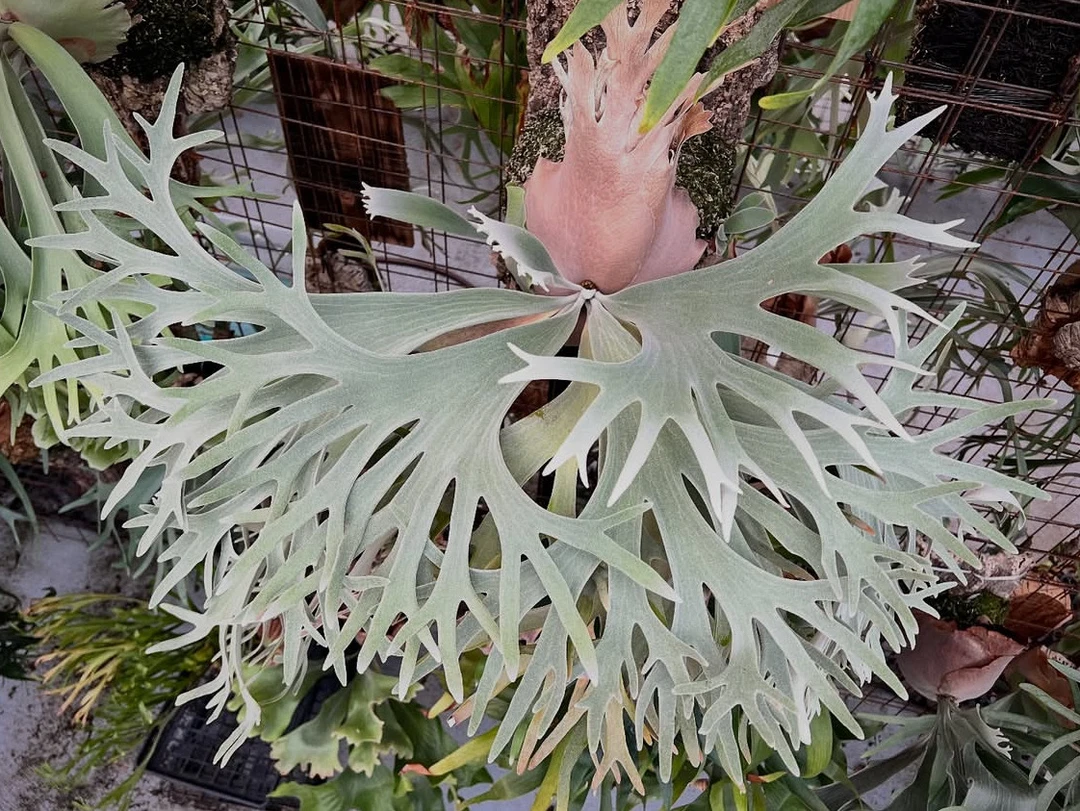 塞尔索鹿角蕨/塞尔索/直播一对一选苗/网红绿植盆栽/室内装饰墙挂