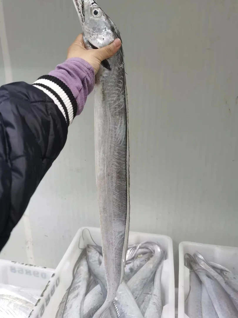 现货当地大号渤海湾小眼睛油带鱼 少量破腹 净重4斤 8-9条