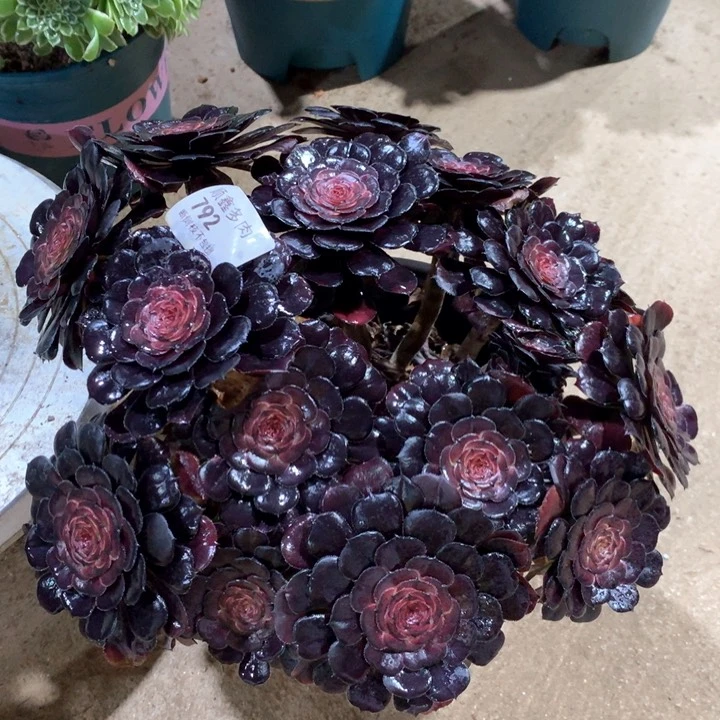 792黑萝莉多肉植物