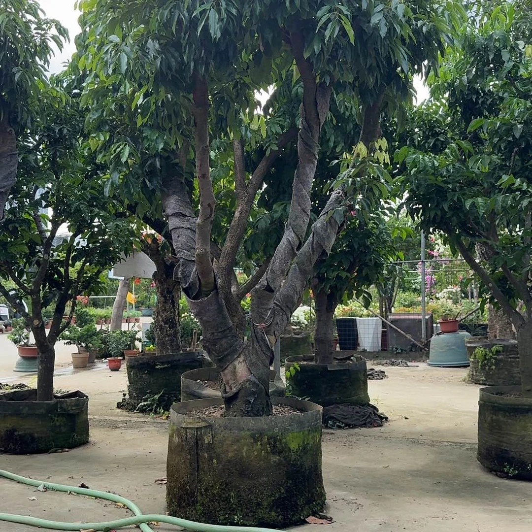 飞***·完全开放果树果树果树11111111