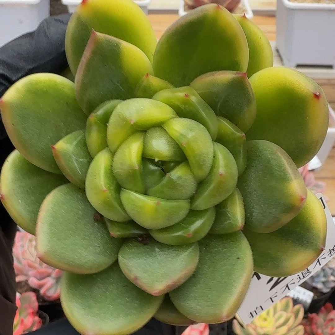 1119-23晴空珍妮锦