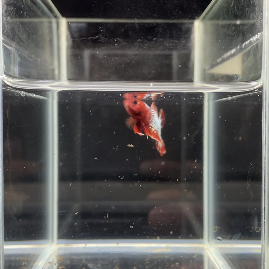 斗鱼55号越南子弹头fccp