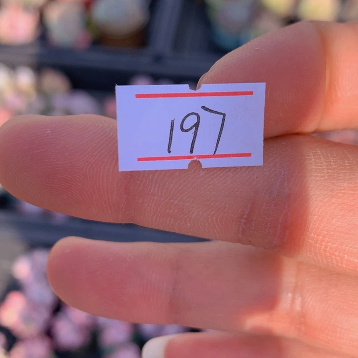 臻**轩一组10棵 一物一拍满30包邮 197