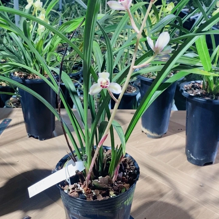 寒***雪完全开放彩虹荷花好看，3苗