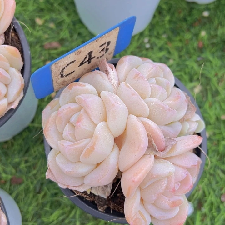 健健康康平平安安