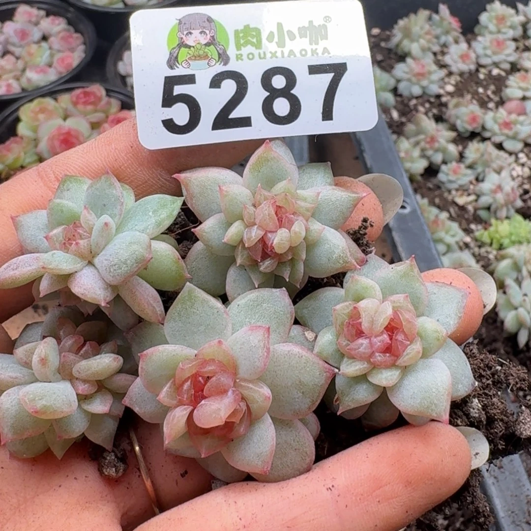 多肉植物多肉植物