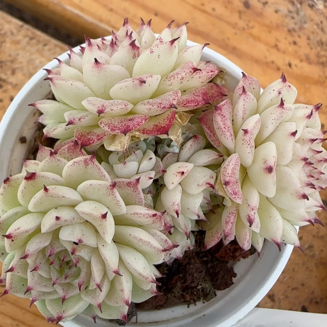 花语逸境0212-277