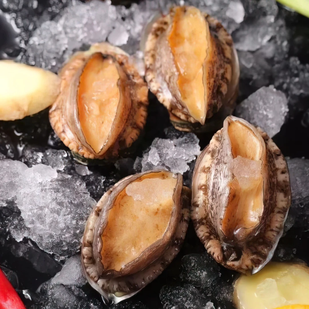 纯鲍鱼肉大号5-6厘米纯肉速冻生鲜海鲜水产大鲍鱼【顺丰】