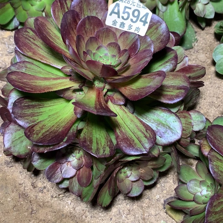 流*594多肉植物一物一拍