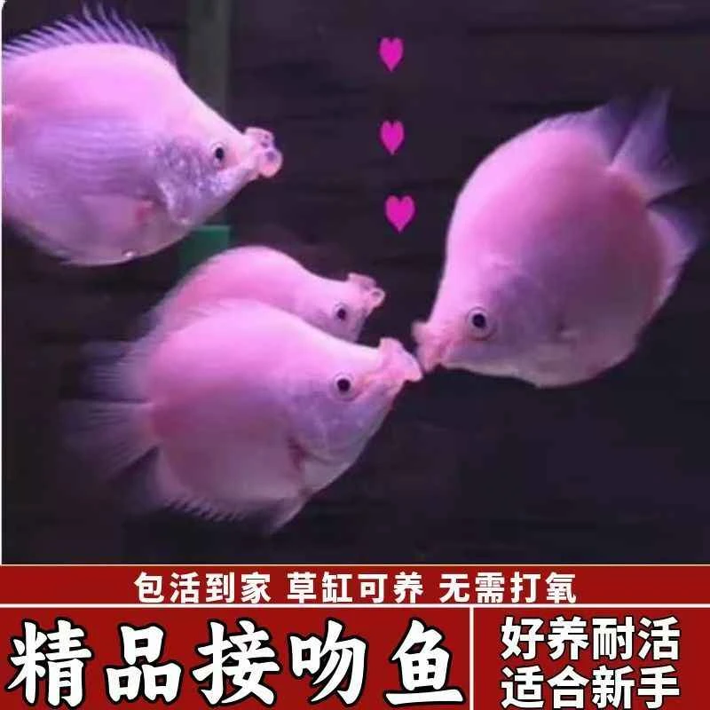 【接吻鱼】观赏鱼热带观赏小型亲嘴鱼新手好养活体宠物淡水鱼不打氧