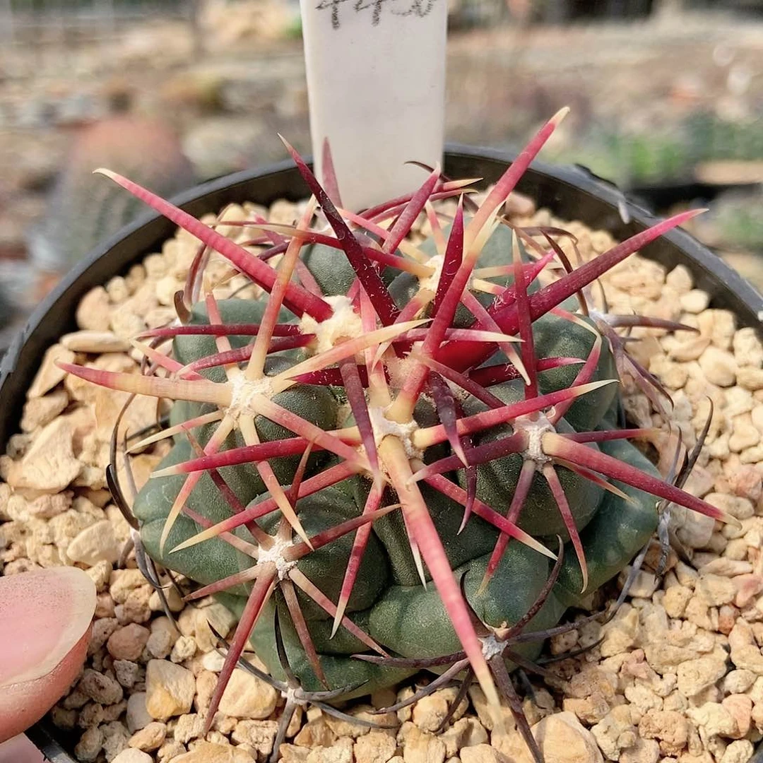 仙人球 红鹰 实生