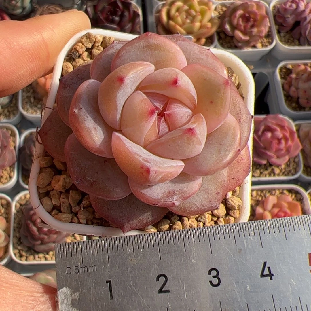 佳*玲415 多肉植物组合