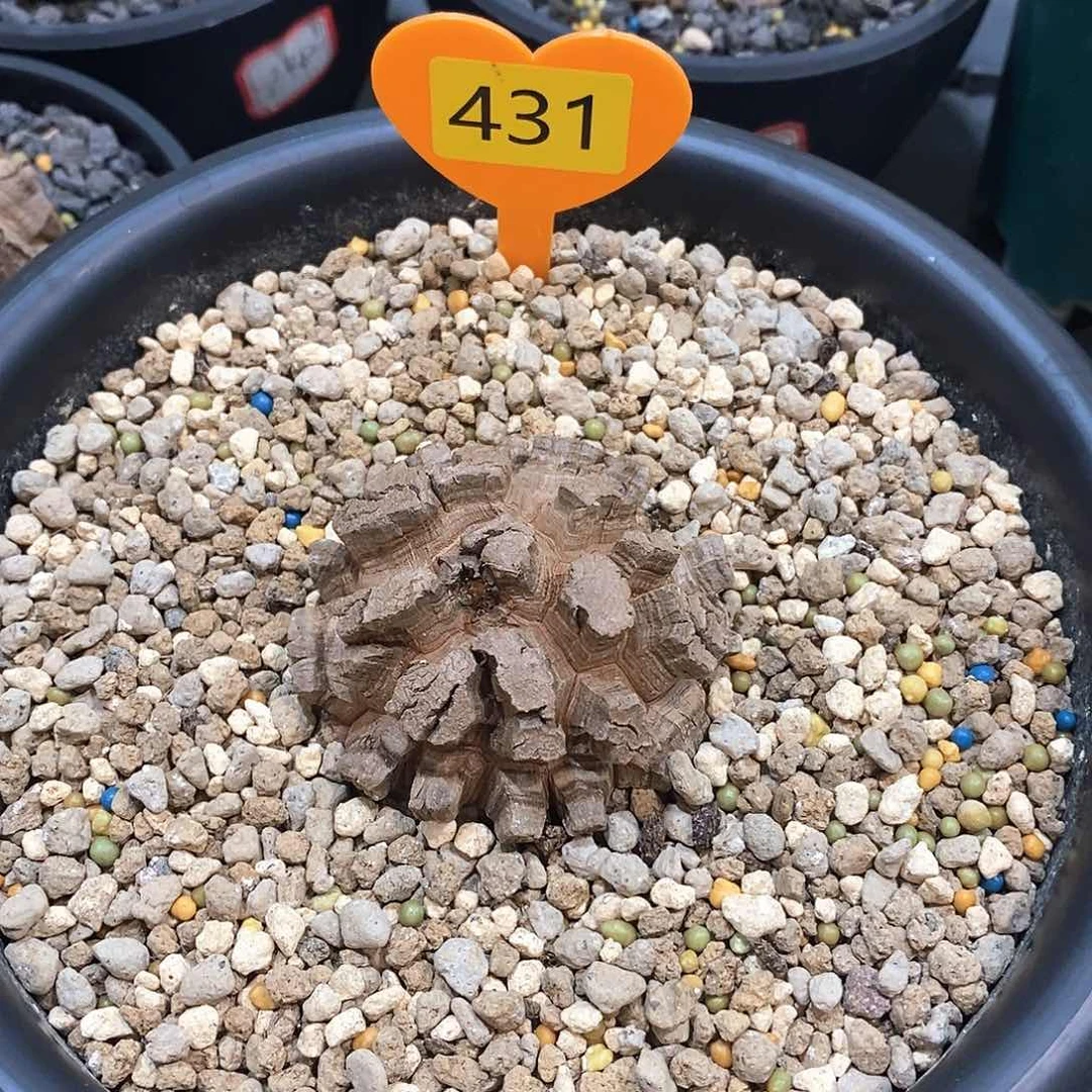 南非龟甲龙龟甲龙