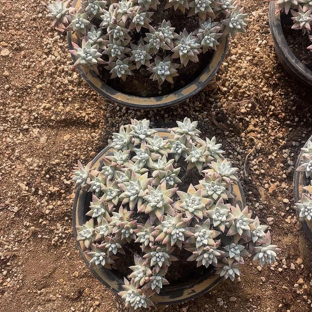 白菊160盆一物一拍
