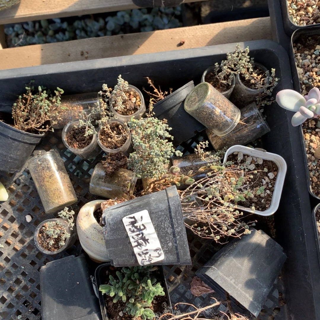 枝干番杏嚯哈哈哈哈哈