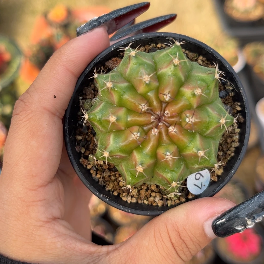 67 泰系轮回 带盆土 捡漏