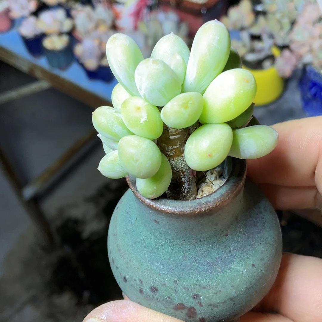 小****多肉植物的生长发育