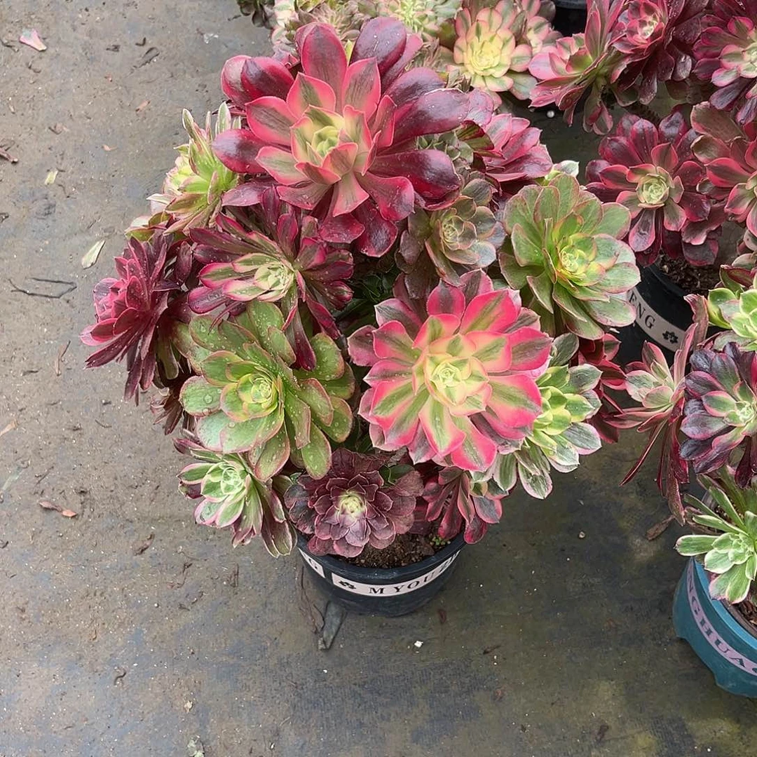 无花朵多色嫁接法师多肉植物漂亮