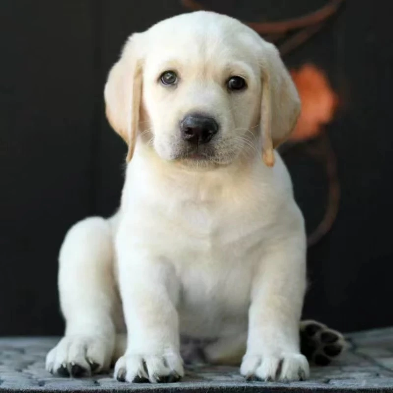 （拉布拉多）萌优精品宠物狗狗活体幼犬  直播间专用一宠一拍