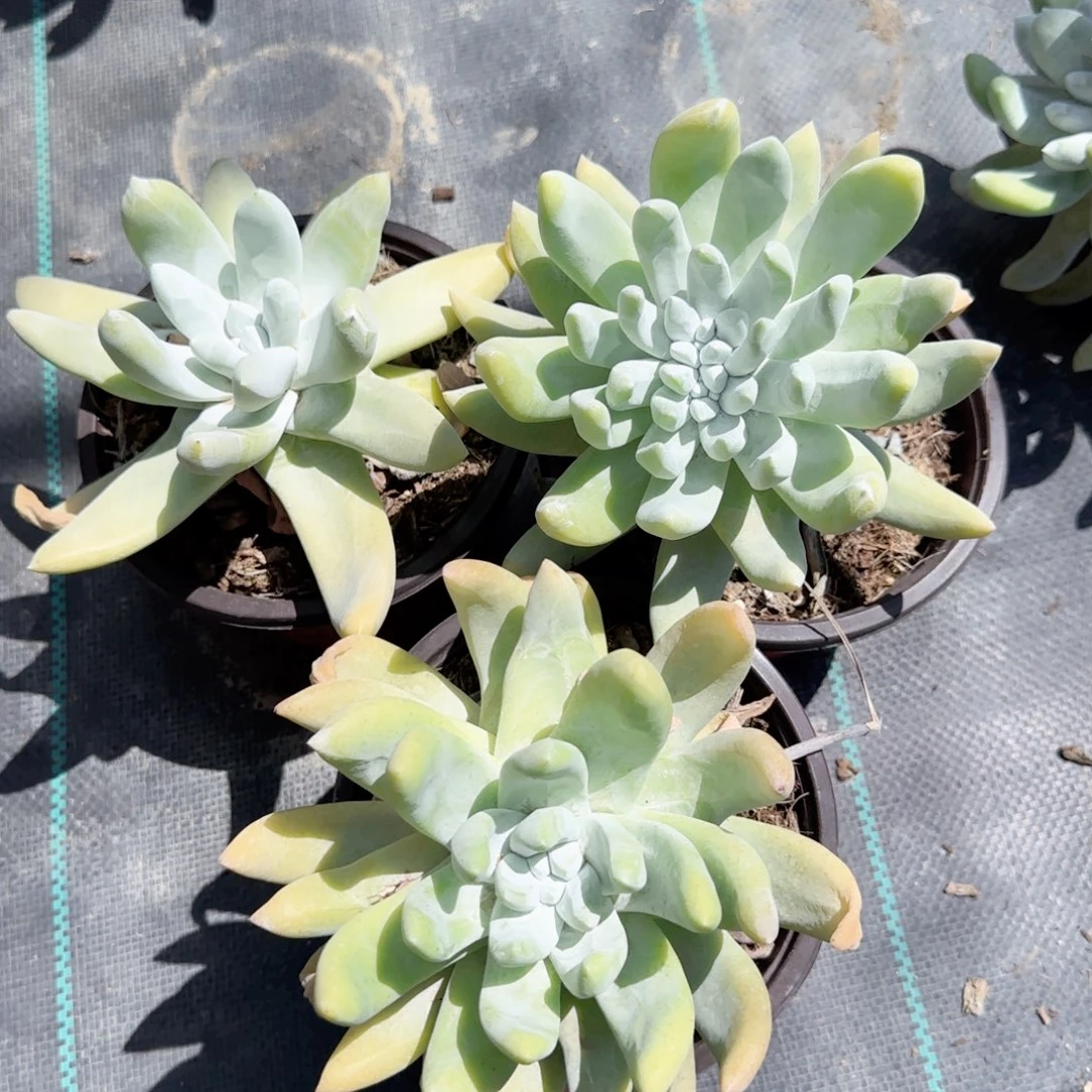 无花朵拇指单头小号特价多肉