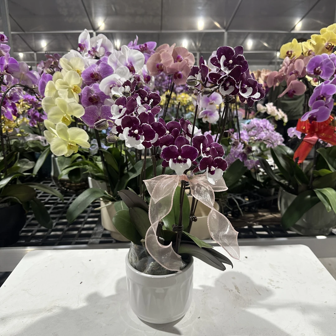 悠花里蝴蝶兰【圣诞老人带花带花苞组盆五间】开花珠发货