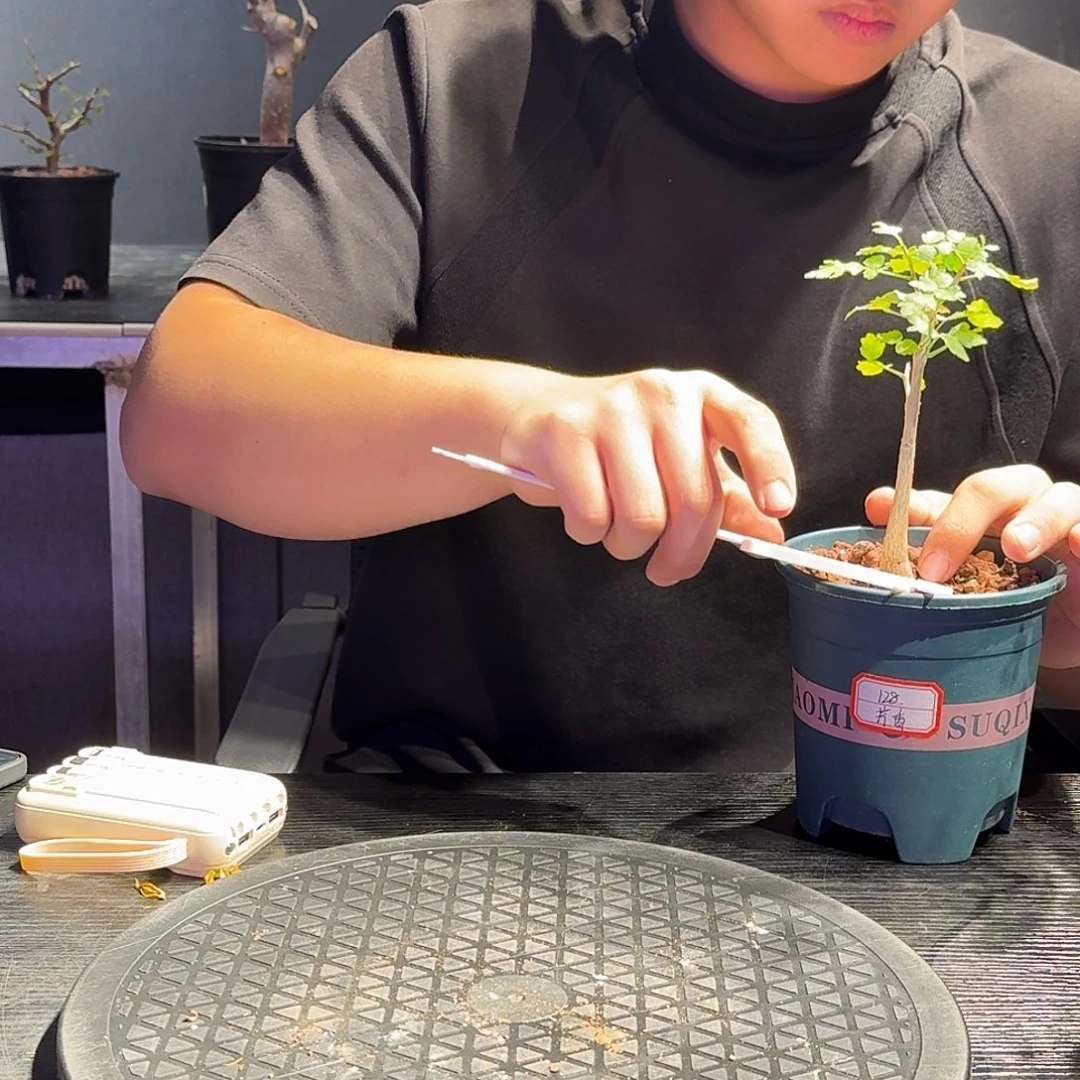 芳香一个带盆一个