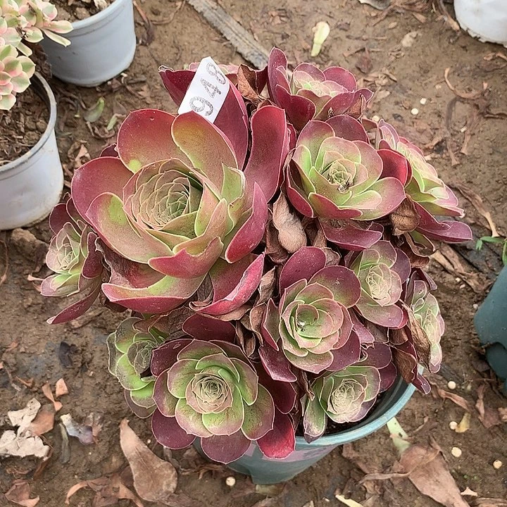 不周正魅金玫瑰948