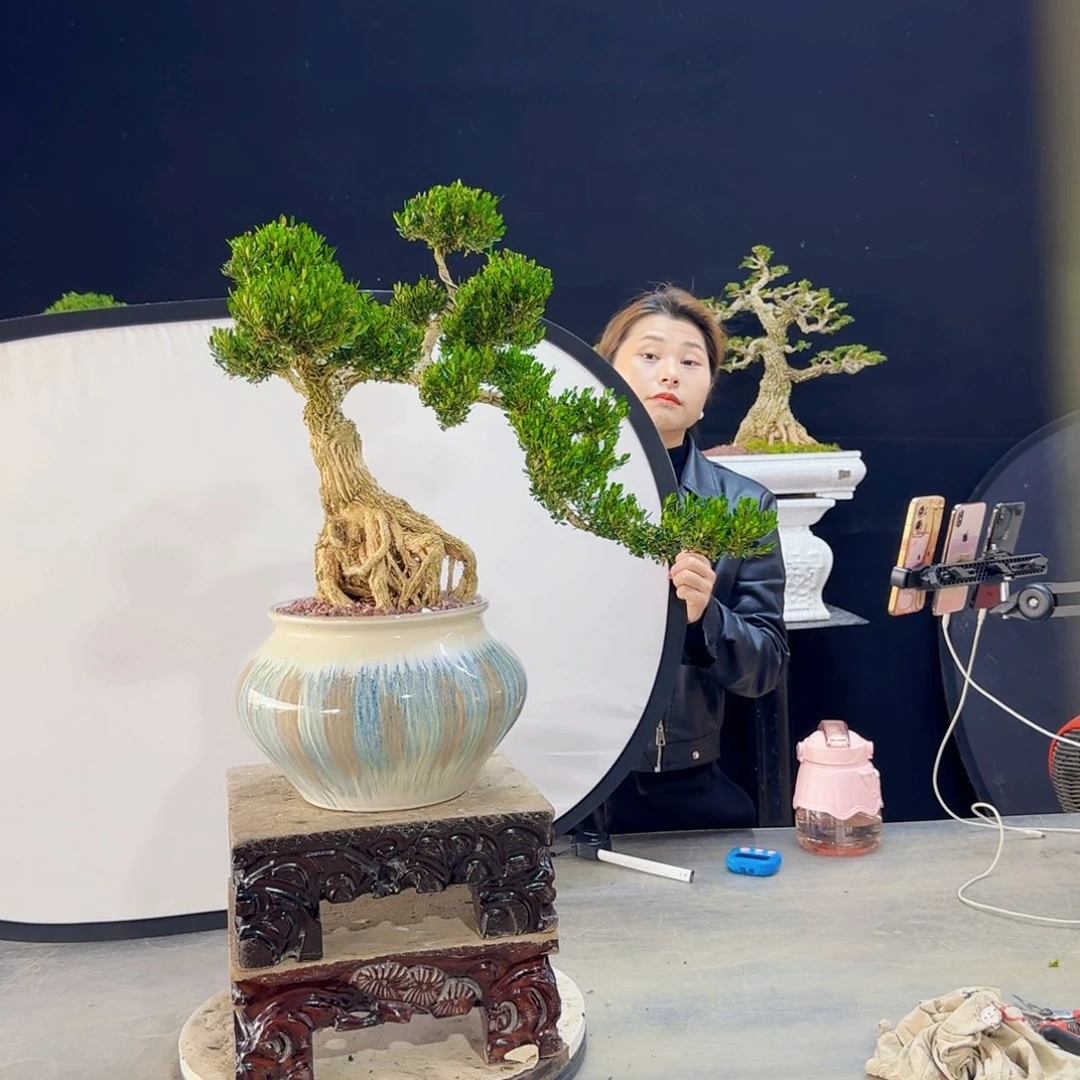 高端皱皮黄杨盆景