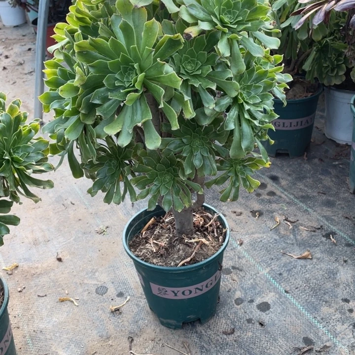 刘***坤628原始绿法师多肉植物多肉