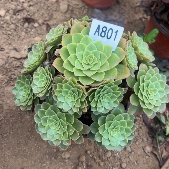 万绿锦多肉植物801.