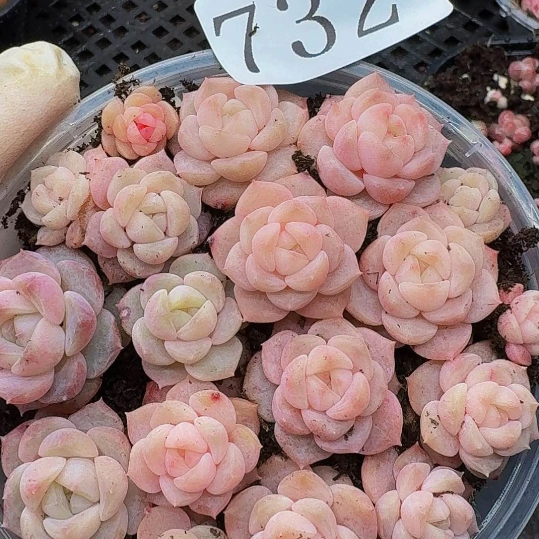 多肉植物多肉植物732