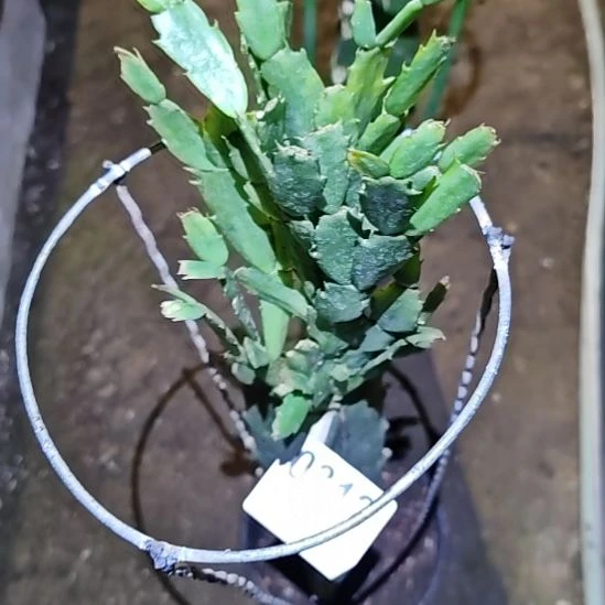 桑吉塔嫁接零度之上包邮312