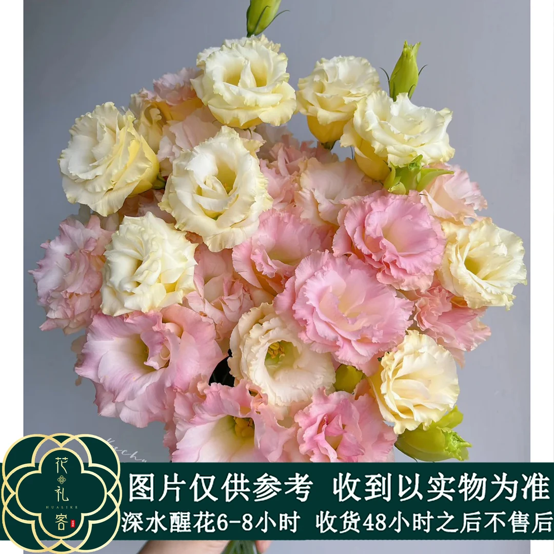 #【香槟】洋桔梗基地现采 顺丰直发