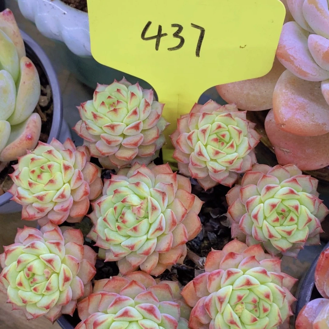 元旦第一场直播，节日快乐