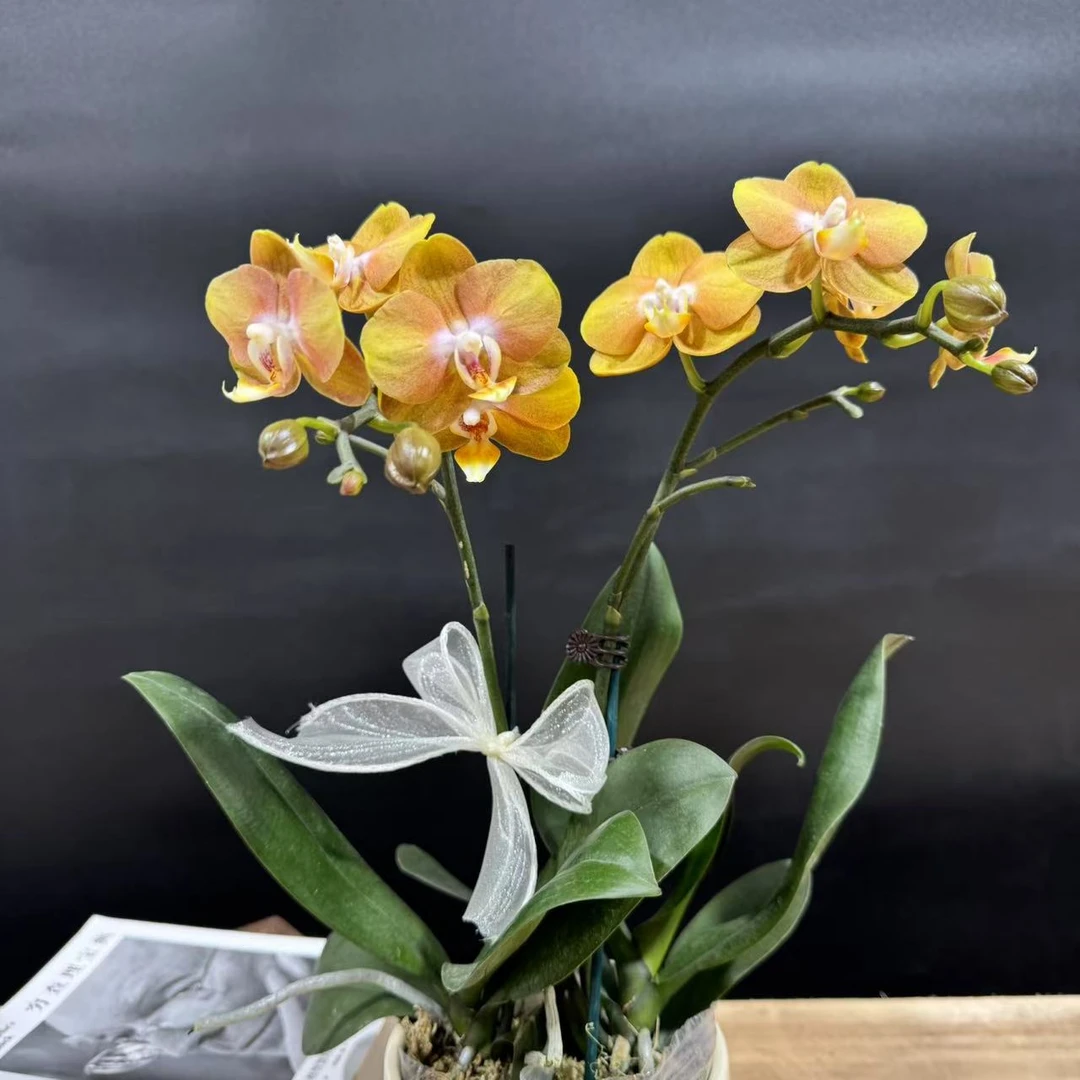 蝴蝶兰【拉斯维加斯】精品 带花带苞 昆明基地直发