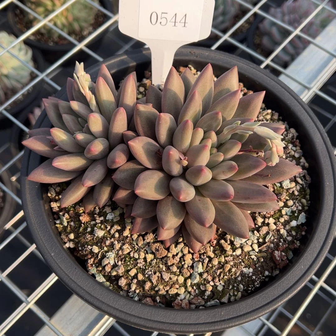 A**牛0544多肉多多多多多d