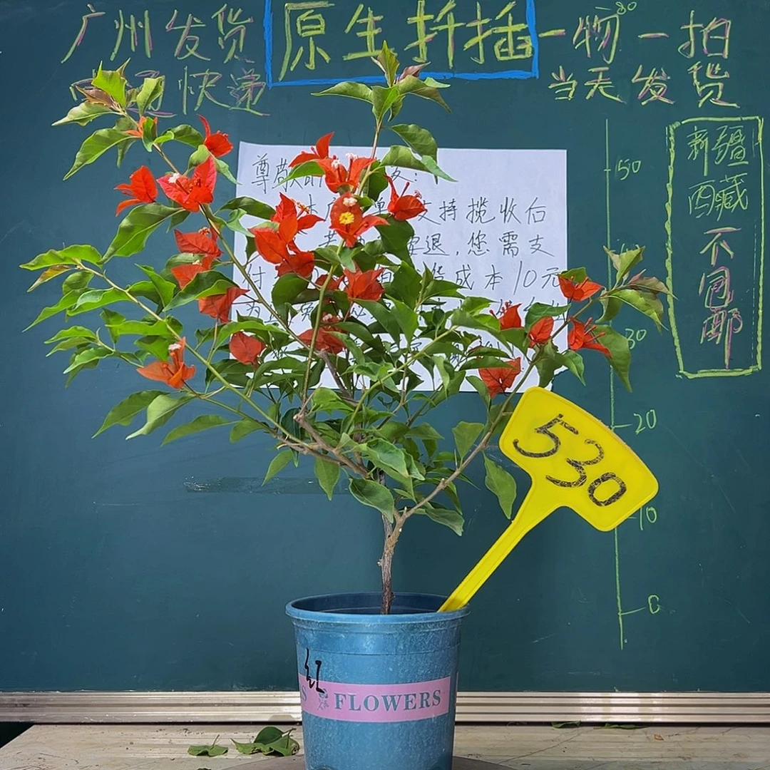 当前无花栽培后可以开花  热火桑巴  530