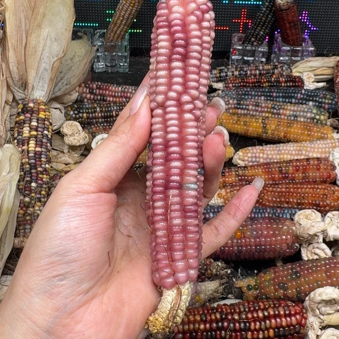 柏香籽/百香籽吊坠番*仔