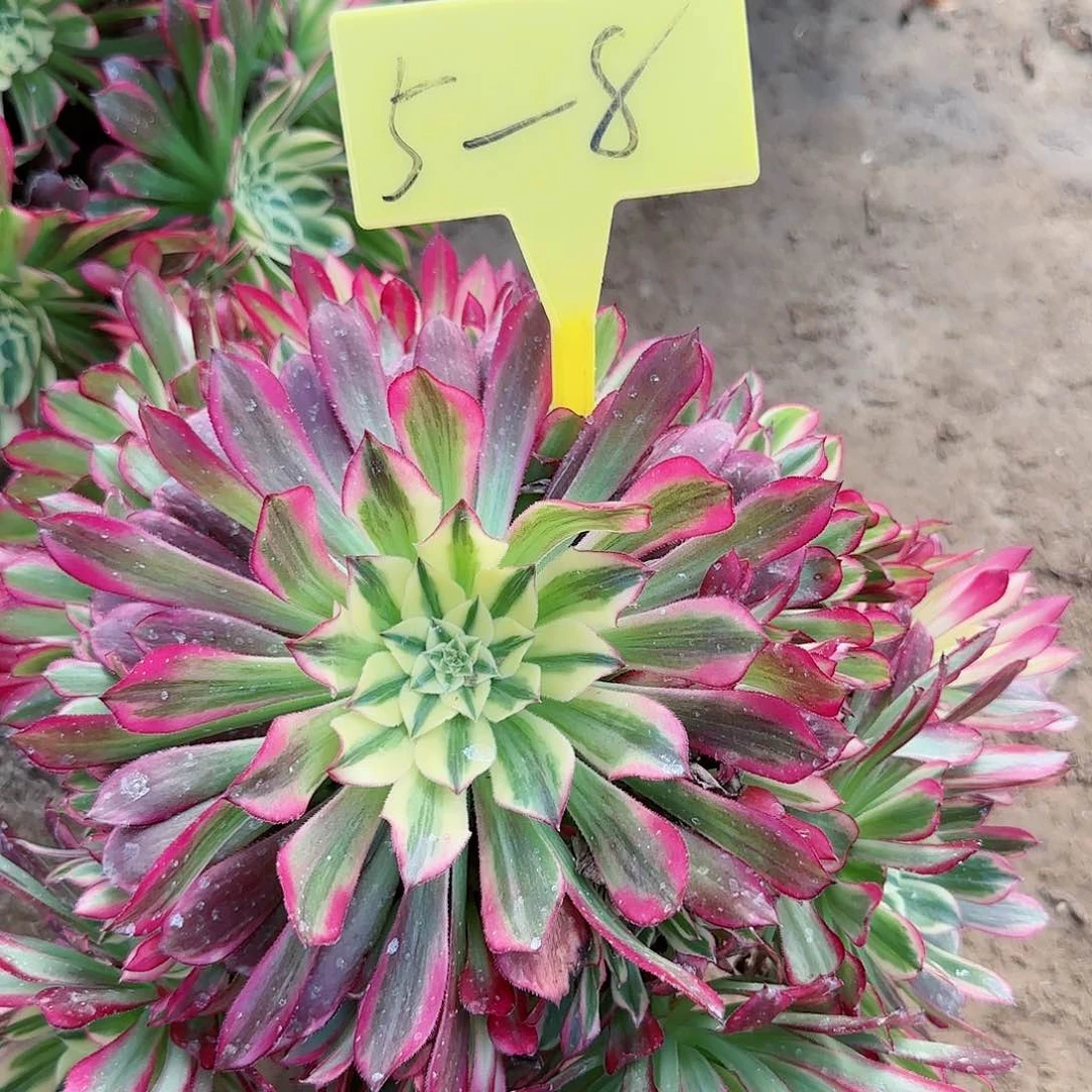 5-8天河多头多肉