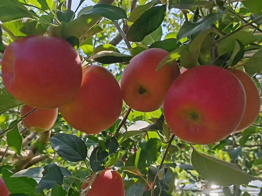 云南原生态昭通冰糖心丑苹果脆甜多汁新鲜当季水果5-10斤包邮