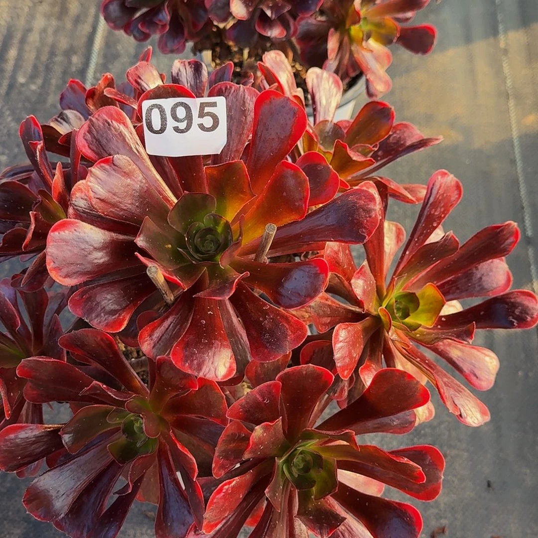 唯***美095爱神法师锦福利价老桩