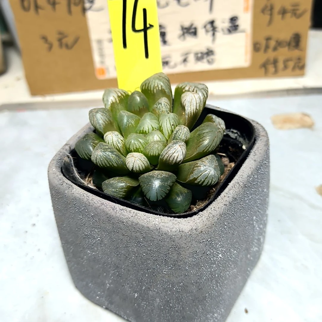 满6元包邮，大颗冰灯，