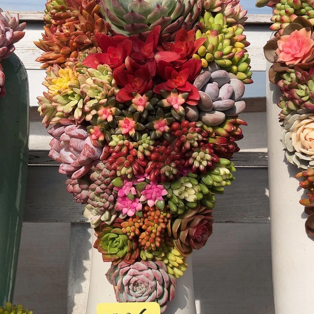 青山绿水多肉植物