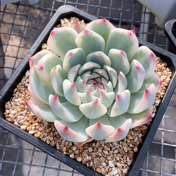 吉娃娃锦多肉植物